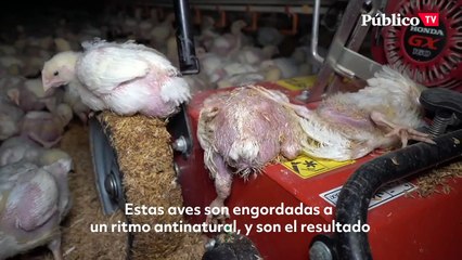 Download Video: Hacinamiento, aves deformadas y cadáveres: una investigación revela la crueldad de las granjas de engorde de pollos