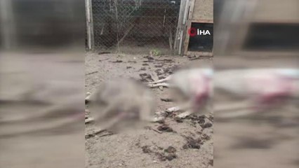 Köpeklerin telef ettiği koyunların öksüz kalan kuzularına biberon ile çocuğu gibi bakıyor