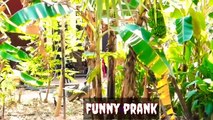 Real Funny frank dog vs fake tiger - best prank