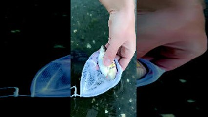 Dead Fish Gives Birth