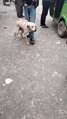 Dog Barking Sound Effect Video By Kingdom Of Awais