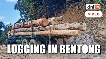 Permit, logging activities discovered in Bentong forest