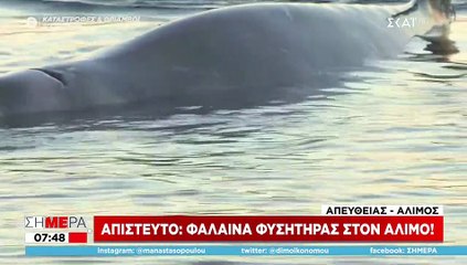 Στον Άλιμο εντοπίστηκε το φαλαινοειδές