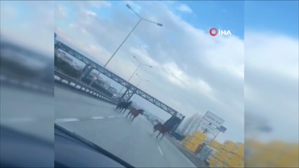 Скачать видео: Bursa’da ana yolda gezen atlar faciaya davetiye çıkarıyor