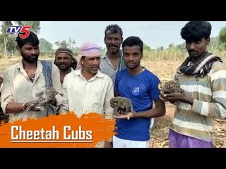 ಚಿರತೆ ಮರಿಗಳನ್ನ ಕೈಗೆತ್ತಿಗೊಂಡ ಗ್ರಾಮಸ್ಥರು..! | Leopard cubs | Mysore | TV5 Kannada