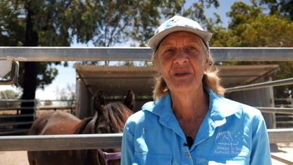 Slow work in rehoming high country brumbies
