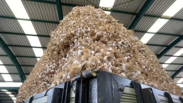 KASTAMONU - Taşköprü sarımsağının kilogram fiyatı 2,5 liraya kadar düştü