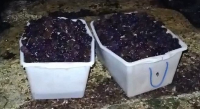 Santa Marinella (RM) - Pesca illegale di ricci di mare: nei guai due sub pugliesi (28.01.22)