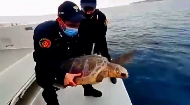 Lampedusa - Torna in mare Fiamma , la tartaruga caretta caretta salvata dai carabinieri (28.01.22)
