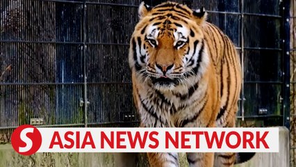 Vietnam News | Tiger on the brink of extinction in Vietnam