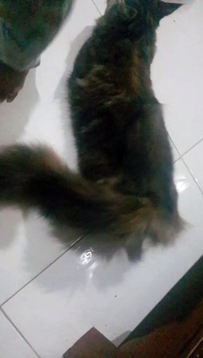 Love cat