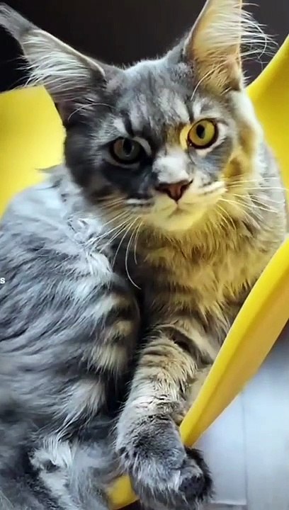 Hooman, did you bring another cat_ _scream_cat