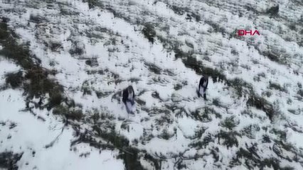 KARLA KAPLI KIZILÇAM ORMANINA, 280 KİLOGRAM TOHUM SERPİLDİ