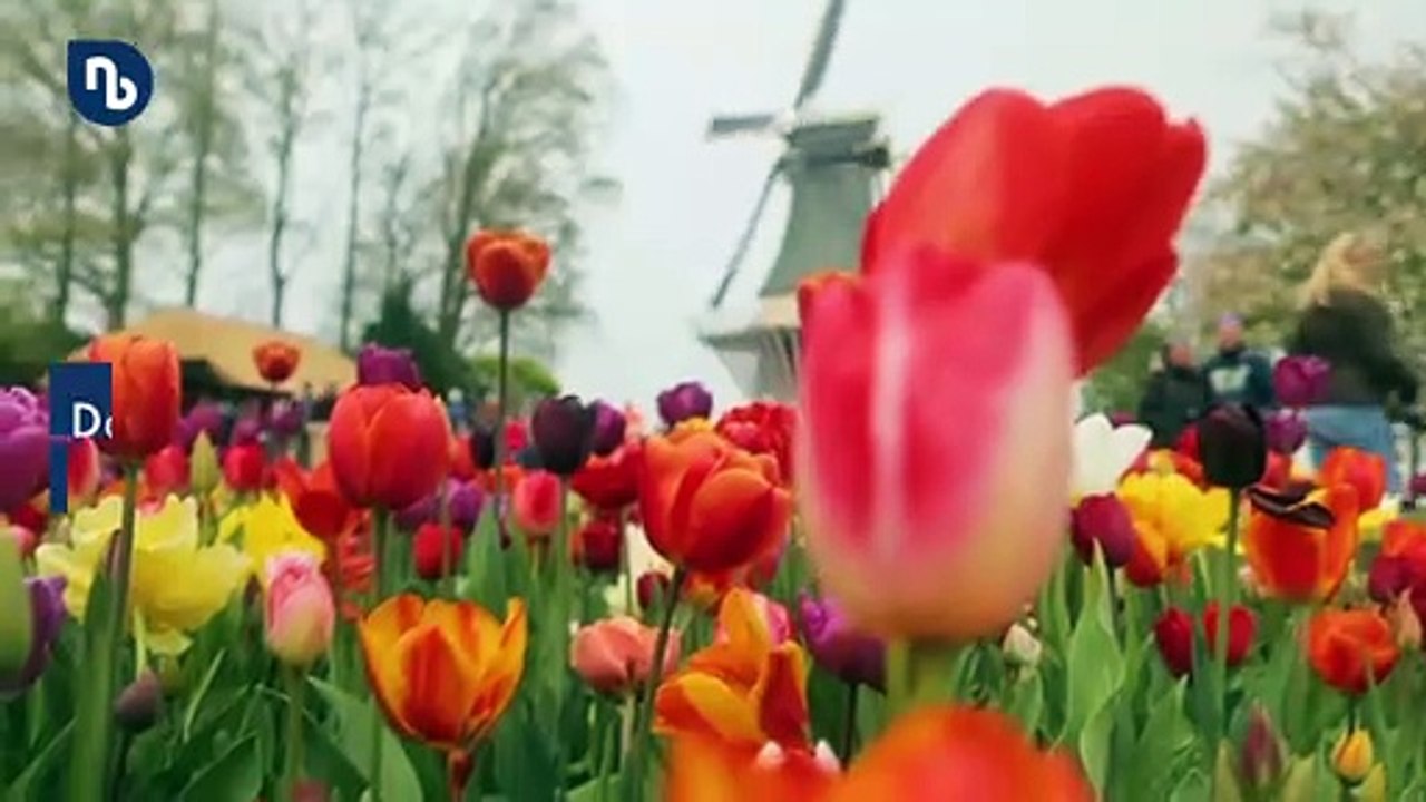 Quietsch-test: so erkennen sie, ob tulpensträuße frisch sind