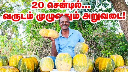 20 சென்டில் வருடம் முழுவதும்  அறுவடை... பூசணி சாகுபடியில் கலக்கும் விவசாயி _ Pasumai Vikatan