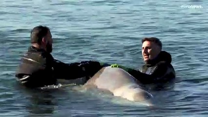 Φάλαινα φυσητήρας εξόκειλε στην παραλία του Αλίμου