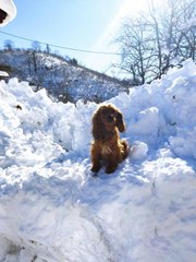 Yol açma çalışmasında iş makinesiyle alınan 'Tarçın' karlar arasından çıktı