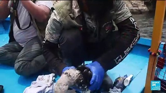 Pérou : marée noire après la fuite de 6000 barils, l'urgence environnementale est déclarée