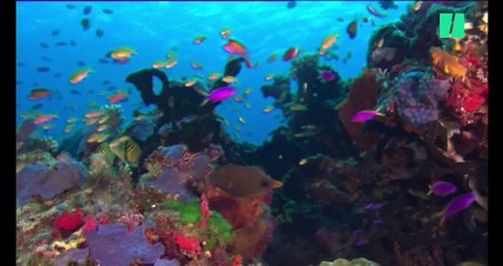 Protection de la Grande barrière de corail : "Un pansement sur une plaie artérielle"