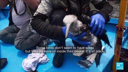 'The smell of death'. Peruvians race to rescue animals as oil spill spreads