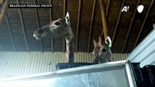 الشرطة البرازيلية تحقق في نفوق ثلاث زرافات داخل حديقة حيوانات