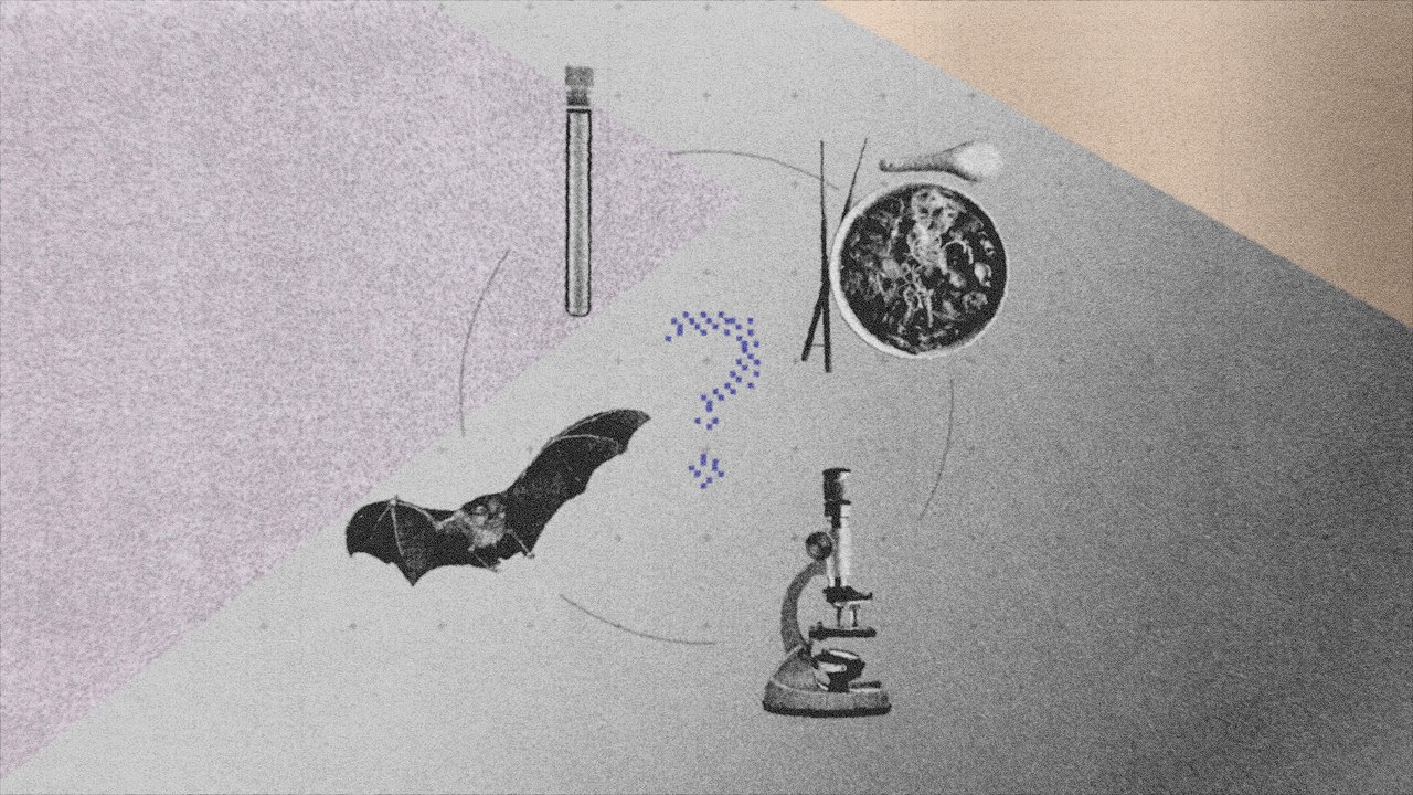 Fledermaussuppe oder Laborunfall – Herkunft des Virus bleibt ungeklärt