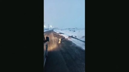 Rescatan a 63 cachorros con hipotermia
