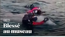 Une opération de sauvetage pour un baleineau blessé en Grèce