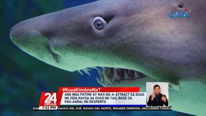 #KuyaKimAnoNa?: Ang mga pating ay mas na-a-attract sa dugo ng isda kaysa sa dugo ng tao, base sa pag-aaral ng eksperto | 24 Oras