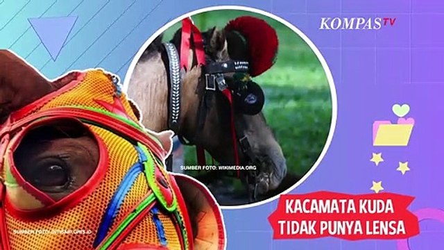 Ternyata Ini Alasan Kenapa Kuda Pakai Kacamata saat Menarik Delman