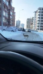 CADDEDE YAVRU CEYLAN GÖRÜNTÜLENDİ