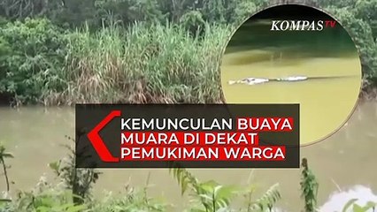 Buaya Sepanjang Hampir 4 Meter Muncul di Dekat Permukiman Warga