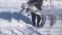 Üzüm bağına düşen pelikan donmak üzereyken kurtarıldı