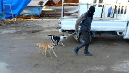 Sokağa bırakılıp aç kalan pitbullar, 1 günlük keçi yavrusunu alıp kaçtı
