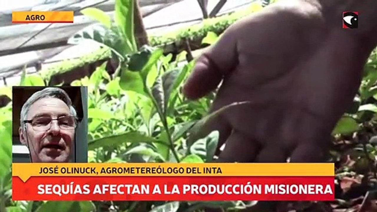 Sequías afectan a la producción misionera