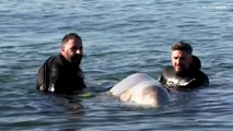 Una ballena adolescente herida en la playa a las afueras de Atenas