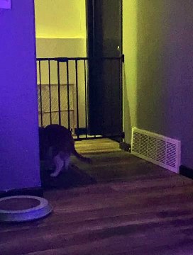 Large Cat Shimmies Through Tight Gap