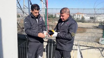 Kanadı kırık kargaya özel güvenlik görevlileri sahip çıktı