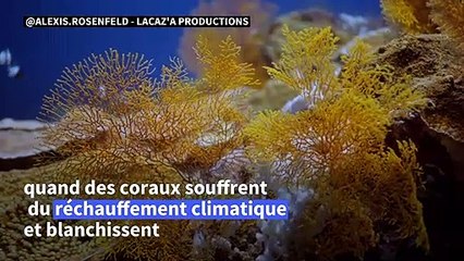 Coraux géants au large de Tahiti: le photographe Alexis Rosenfeld raconte la découverte