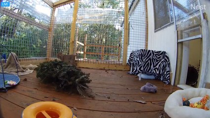 Kitten Zoomies - Part 2