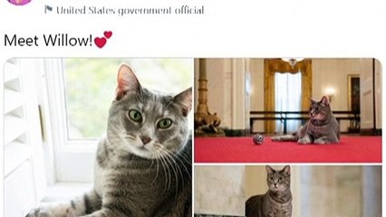 Uma gata na Casa Branca