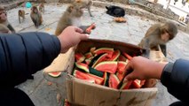feeding watermelon to hungry wild monkey || monkey love watermelon