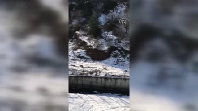 Kar yağışı sonrası domuz sürüsü merkeze indi