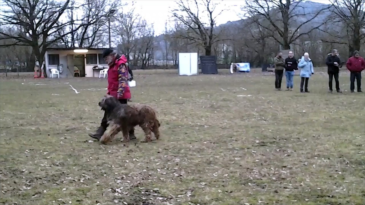 2022-   Ring : NORWAY  de l'Aubade aux Bergers à Metz en échelon 1