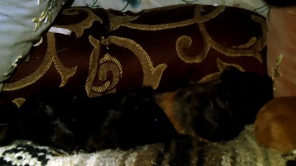 BABY CAVIA PORCELLUS DAVID PIXIE DAVID DAVID CLOVER 102_8021