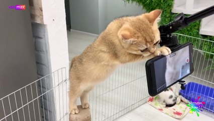 Un Chaton Fou ! Fou ! Fou ! 05