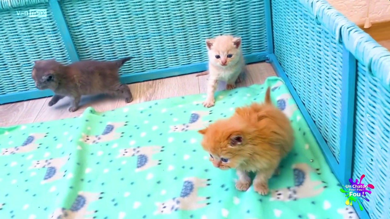 Un Chaton Fou ! Fou ! Fou ! 06