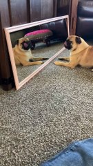 Pug Loses Her Mind Over Reflection