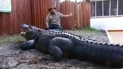 Il s’assoit tranquillement à coté du plus gros crocodile du monde... Courageux