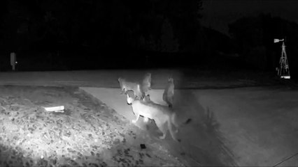 Moment incroyable filmé par une caméra de surveillance : famille de pumas